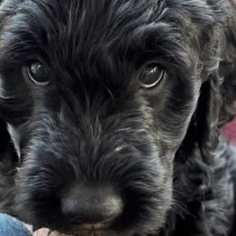 Pink - Black Goldendoodle puppy in Spokane, Washington from A1Doodles