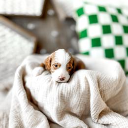 Simba - Red  male Goldendoodle puppy in Springville, Utah from Happy Doodle