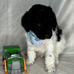 Ponk Collar boy - Parti male Poodle puppy in Colorado Springs, Colorado from Pikes Peak Doodles