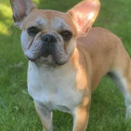 French Bulldogs from Pacific Wonderland French Bulldogs