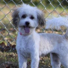 Hazel - Havanese