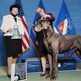 Great Dane All Grown Up from WYSIWYG Great!Danes
