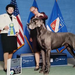 Great Dane All Grown Up from WYSIWYG Great!Danes