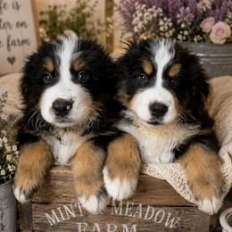 Bernese Mountain Dog Puppies from Golden Willow Puppies