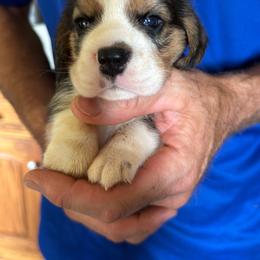 Asher - Black tan and white male Beagle puppy in Rockwell, North Carolina from Knockhill Beagles