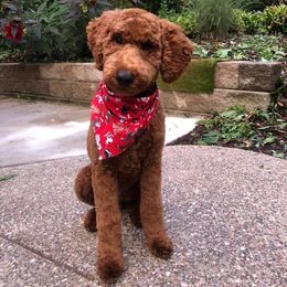 Poodle All Grown Up from Red Door Poodles
