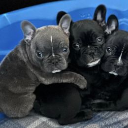 French Bulldogs from Bosscher Bulldogs