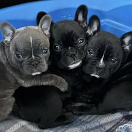 French Bulldogs from Bosscher Bulldogs