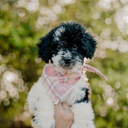 Frost - Black and white female Sheepadoodle puppy in Patterson, California from Dooling Doodles