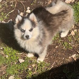 Cherish - Black and white female Pomsky puppy in Bucyrus, Missouri from Hill Top Pomskies