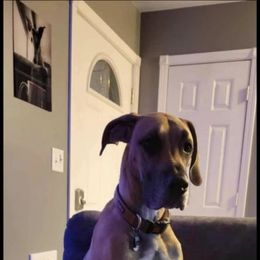 Great Dane All Grown Up from Bauman Great Danes