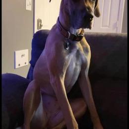 Great Dane All Grown Up from Bauman Great Danes