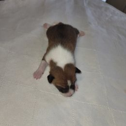 Boy 4 - Basenji puppy in Branchburg, New Jersey from Maringa Basenji