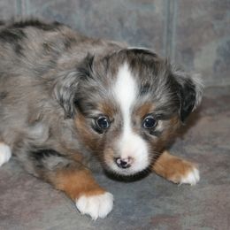 Miniature Australian Shepherd Puppies from Cross K Mini Aussies