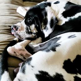 Thor - Great Dane