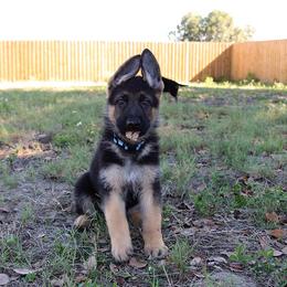 German Shepherd Puppies from Neuanfang German Shepherd Dogs