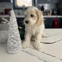 Boy 1 - Caramel cream male Australian Labradoodle puppy in East Granby, Connecticut from All-Spice Australian Labradoodles
