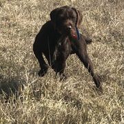 Pudelpointer All Grown Up from Happy Valley Gun Dogs