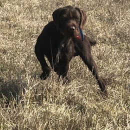 Pudelpointer All Grown Up from Happy Valley Gun Dogs