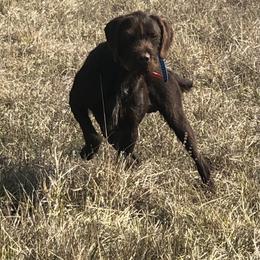 Pudelpointer All Grown Up from Happy Valley Gun Dogs