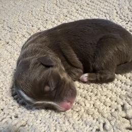 Red-tri female 4 - Red tri-color female Australian Shepherd puppy in Shoshone, Idaho from Copper Rose Kennel