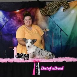 Ganondorf - Blue merle and white male Cardigan Welsh Corgi puppy in Saint John, Washington from Fuzzbutt Farms LLC