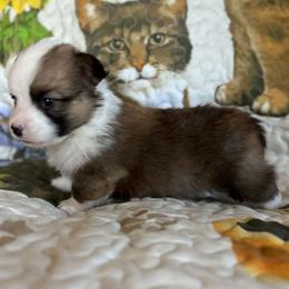 Pistachio (Quincy) - Sable male Pembroke Welsh Corgi puppy in Lima, New York from Hickory Springs Corgis