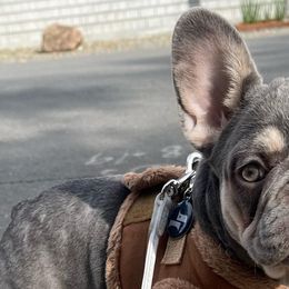 French Bulldogs from Royal Line Frenchies