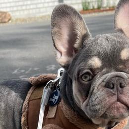 French Bulldogs from Royal Line Frenchies