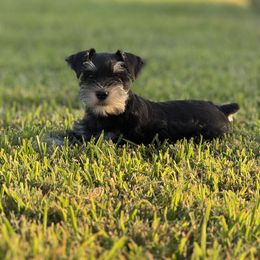 Border Collie and Miniature Schnauzer Puppies from Circle R Sidney