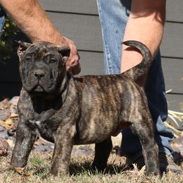 Blue Collar - Tiger male Perro de Presa Canario puppy in Pocahontas, Illinois from Cabeza Grande Kennel