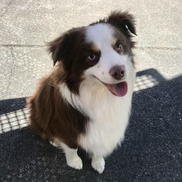 Griz - Toy Australian Shepherd