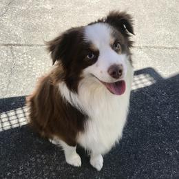 Griz - Toy Australian Shepherd