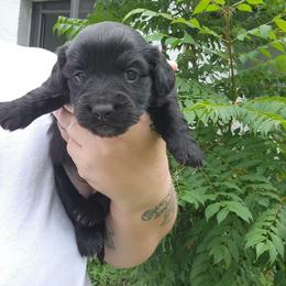 Panda - Black female Dachshund puppy in Altamonte Springs, Florida from Happy Tails Dachshunds