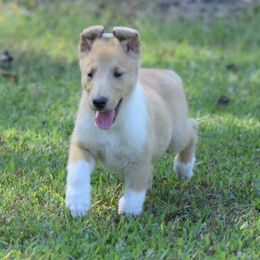 Collie puppies from Sunway Kennels