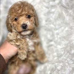 Crystal - Apricot female Poodle puppy in West Point, Mississippi from Golden Paws