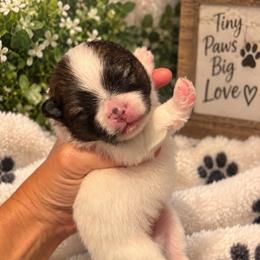 Layla - Wolf sable female Pomeranian puppy in Fayetteville, North Carolina from Tar-heel Poms