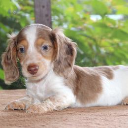 Moby Purebred DNA Tested Parents Health Certified Family Raised Dapple Piebald - Dapple male Dachshund puppy in Haines City, Florida from Divine Poodle Paradise Standard Poodles & Divine Dachshunds