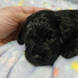Kyle - Black male Havapoo puppy in Blanch, North Carolina from Faithful Hearts Kennel