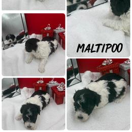 Kimber - Black & white female Maltipoo puppy in Wayland, New York from Loris Pampered Pooches💕