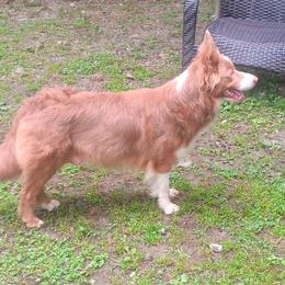 Cricket - Lilac female Border Collie puppy in Gloucester, Virginia from Peachy Keen Border Collies