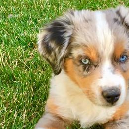 Aussiedoodles, Miniature Australian Shepherds, and Toy Australian Shepherds from Country Gals Aussies