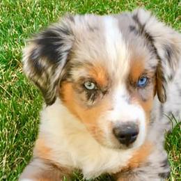 Aussiedoodles, Miniature Australian Shepherds, and Toy Australian Shepherds from Country Gals Aussies