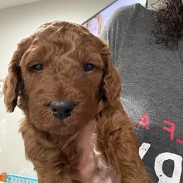 Black - Red  male Goldendoodle puppy in Southampton, Pennsylvania from Pumpkin Patch Doodles