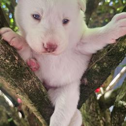 Snow white - White female Siberian Husky puppy in Springfield, Massachusetts from 16acreshuskies