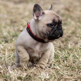 French Bulldog Puppies from Divine Kennels
