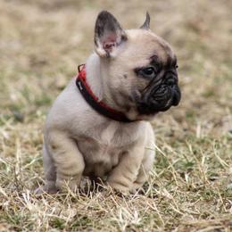 French Bulldog Puppies from Divine Kennels