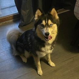 Thea - Pomsky