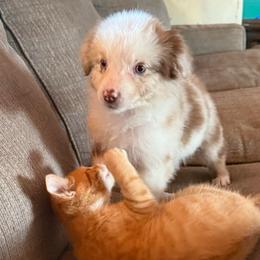 Jade - Red merle female Australian Shepherd puppy in Four Oaks, North Carolina from RoseWest Farms