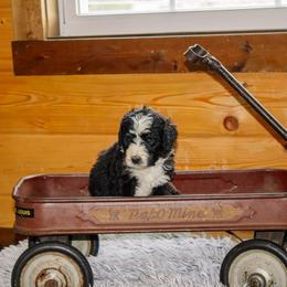 Mara - Tri-color female Bernedoodle puppy in Springfield, Missouri from Doodle Dandy Bernedoodles
